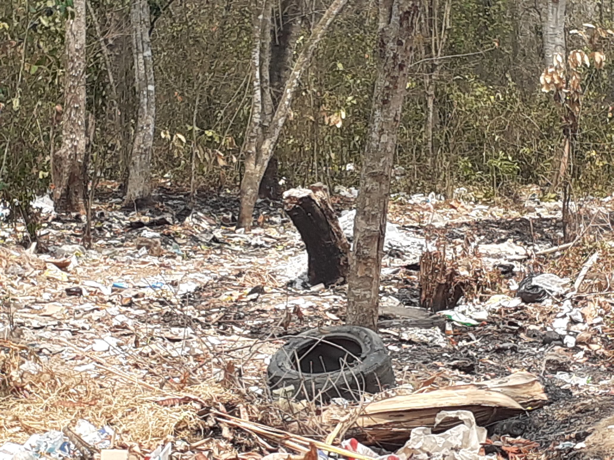 A falta de gas, en Lara comienzan a talar árboles