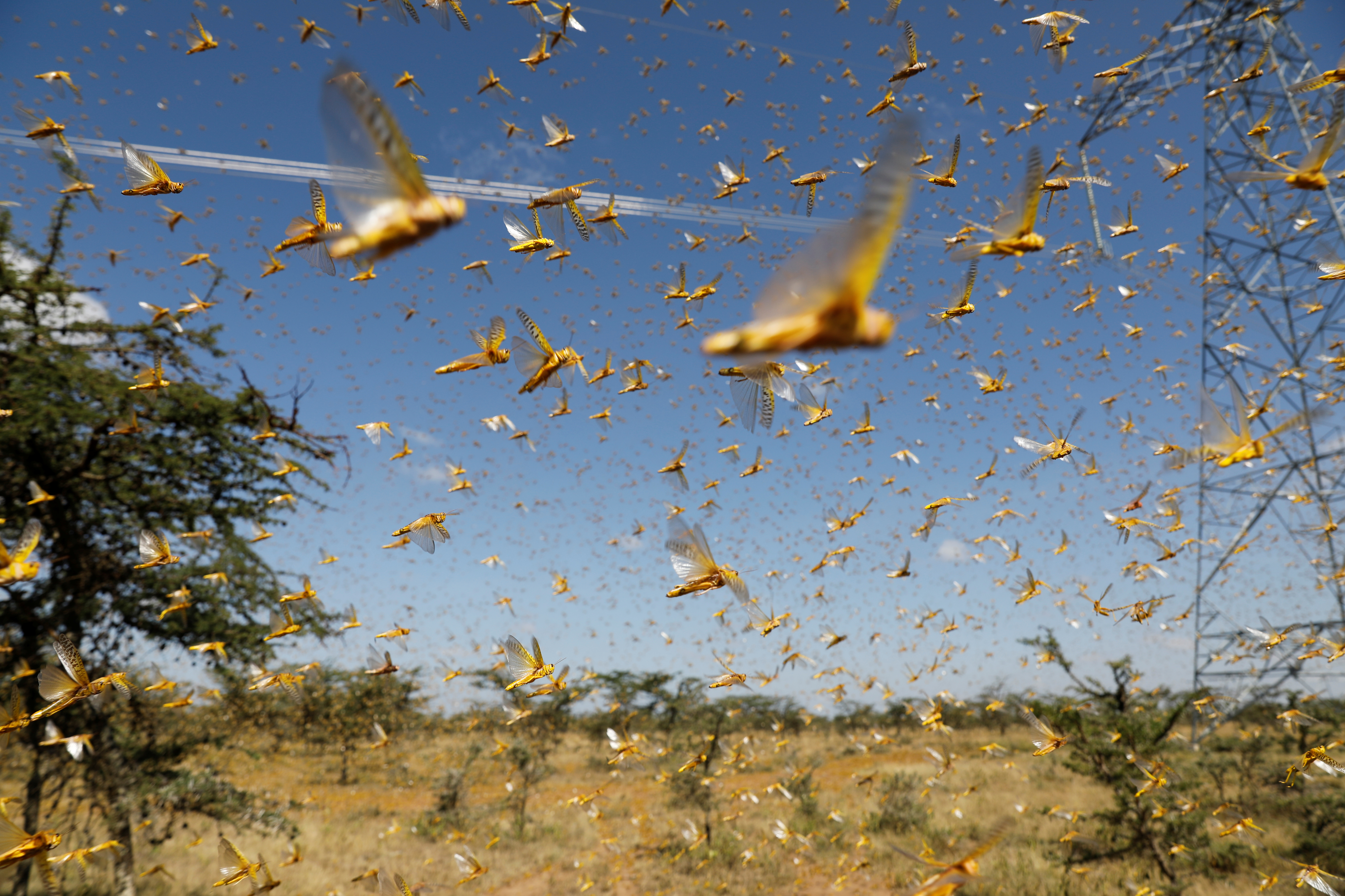 Una plaga de langostas invade una ciudad dormitorio de Nueva Delhi