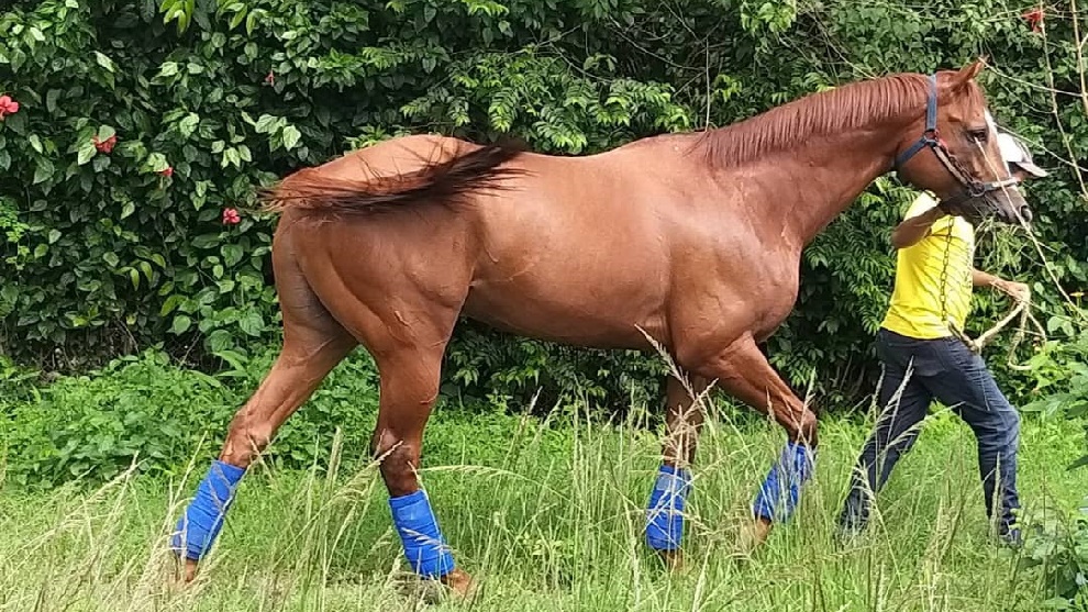 La Gran carrera que inmortalizó a Ocean Bay, el caballo asesinado por secuestradores para comérselo (VIDEO)