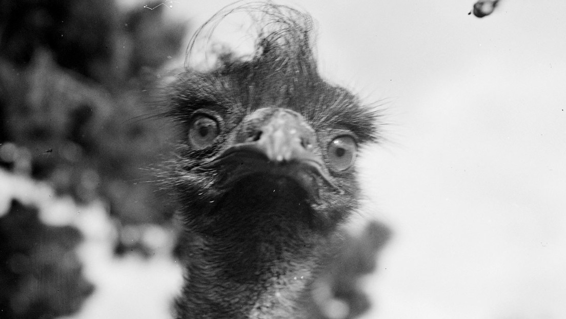 Sabías que: En Australia hubo una guerra entre su ejército y una manada de aves “gigantes”… y ganaron los pájaros (FOTOS)