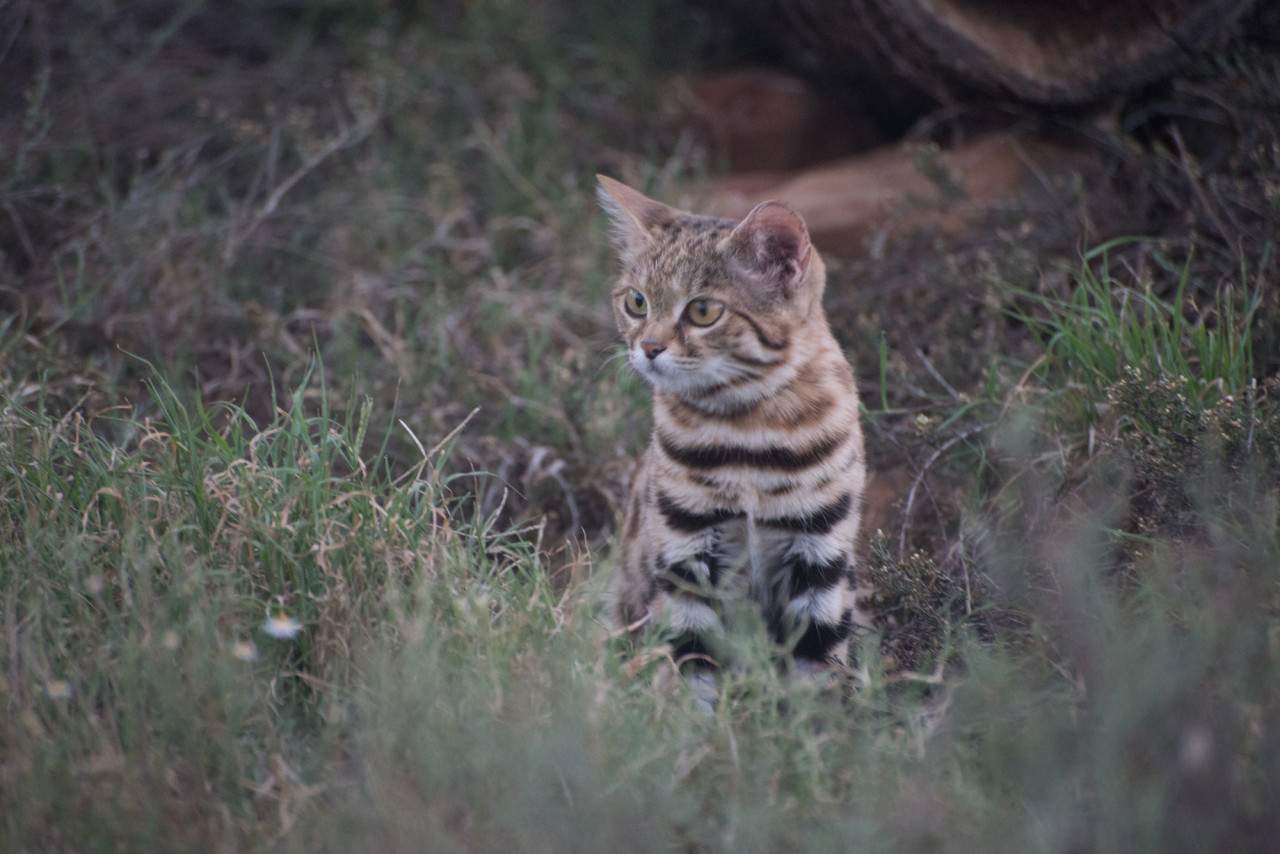 El San Diego Zoo Safari Park tiene a los “gatos más mortales del mundo” (VIDEO)