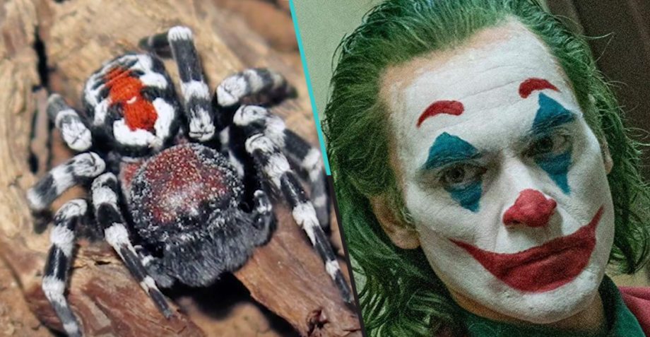 Bautizan a una nueva especie de araña en honor al “Joker”