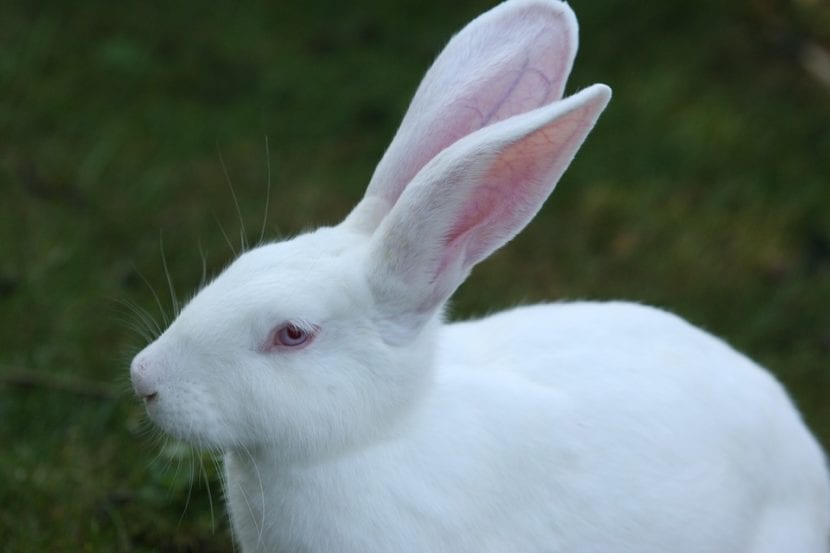 ¡Susto! Dejó varias cabezas de conejo encima del vehículo de una mujer en New Hampshire