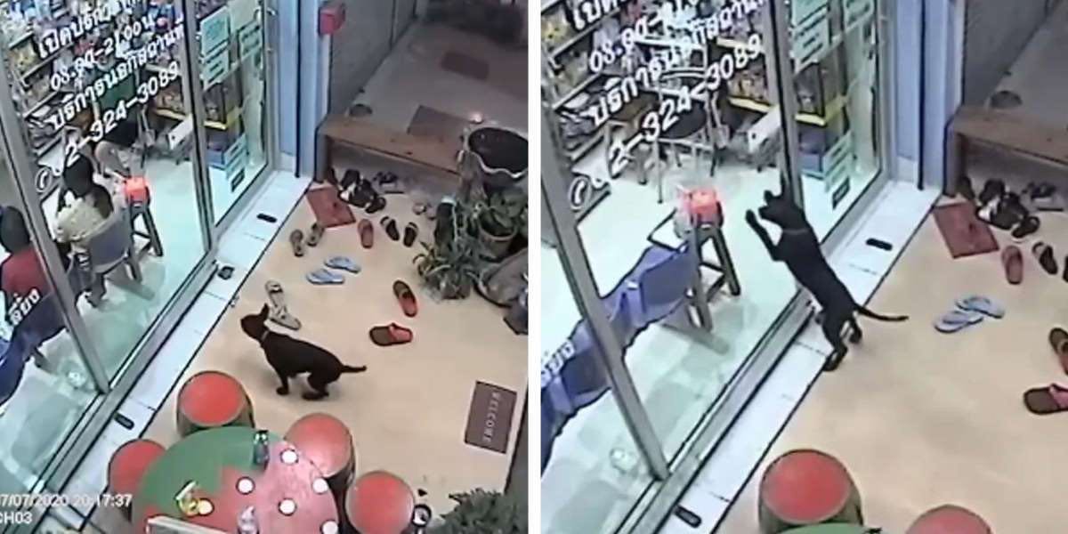 Este cachorro perdido rastreó la oficina de su veterinario para que lo ayuden a llegar casa (VIDEO)