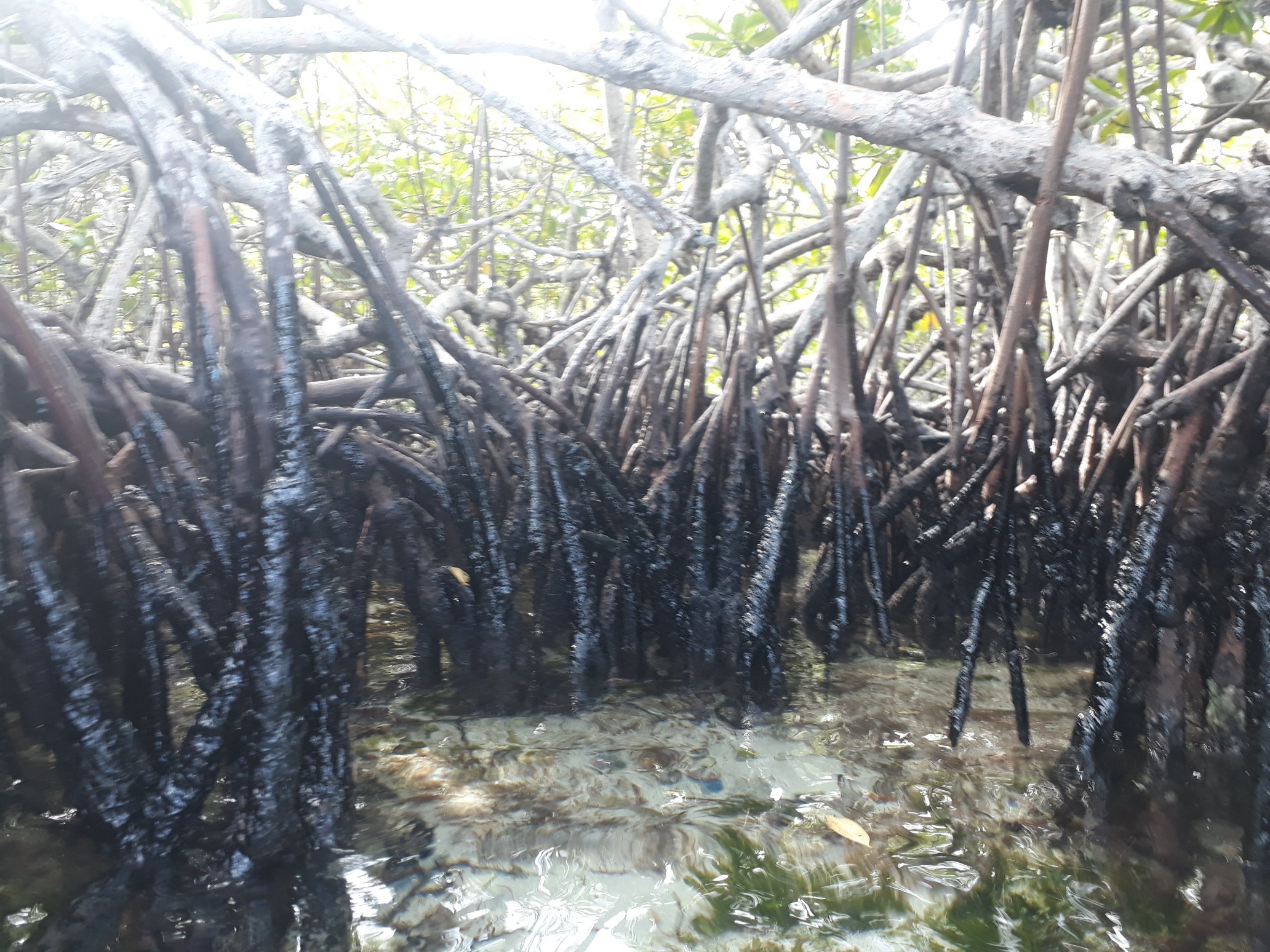 Manglares del Parque Nacional Morrocoy están petrolizados por el derrame de crudo (VIDEO)