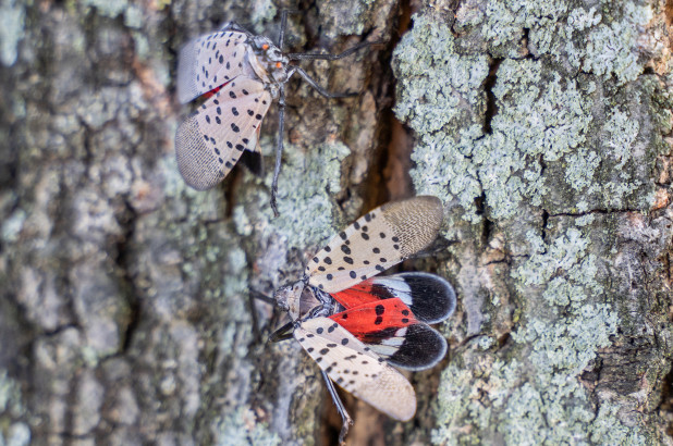 ¡Lo que faltaba! Un insecto invasivo obligó a restricciones adicionales en Nueva Jersey