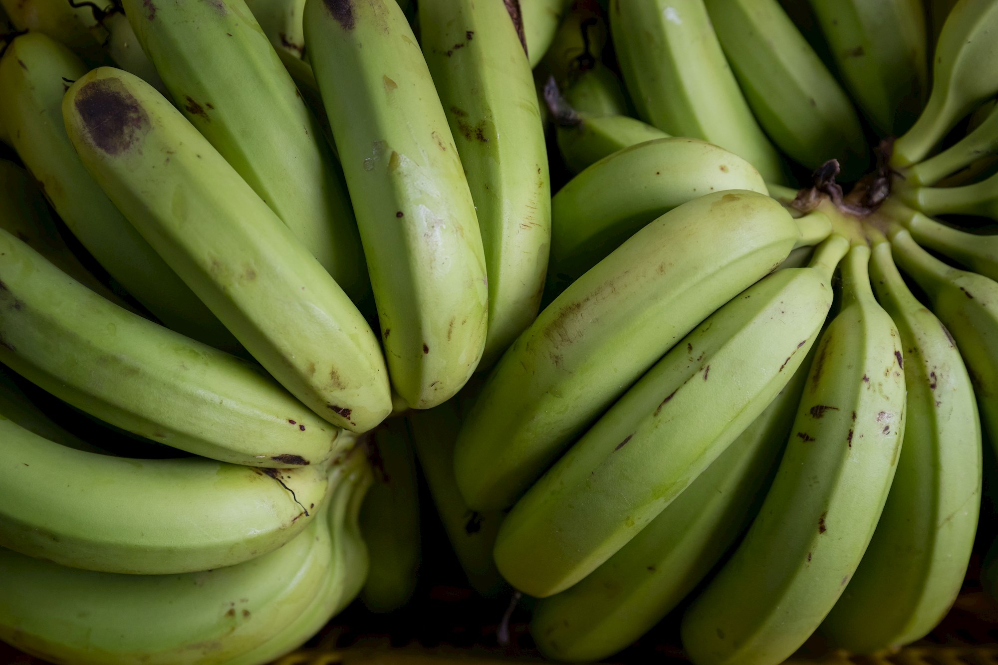 Hongo Fusarium, una alerta en Venezuela que podría afectar la economía de productores