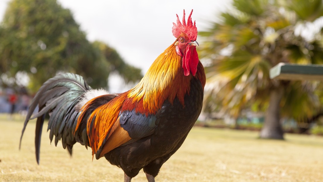 EN VIDEO: Un gallo y una perra juegan al “gato y el ratón”