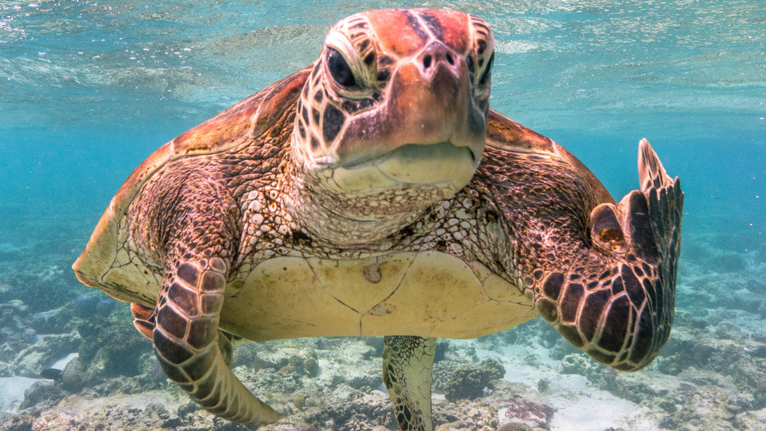 Las FOTOS de animales más graciosas de 2020