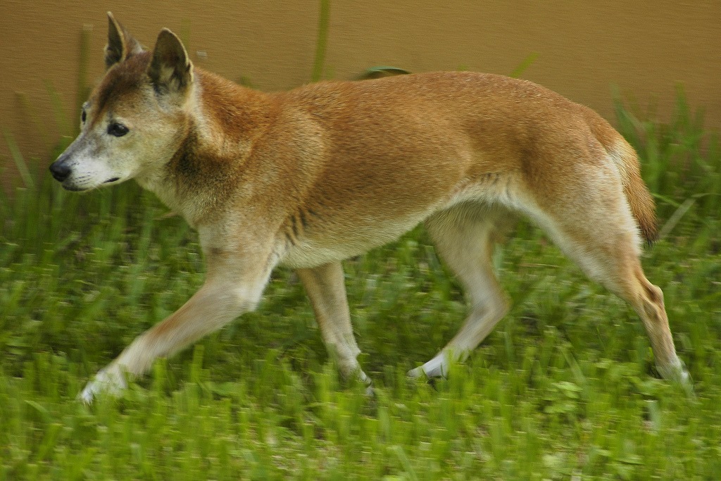 Después de 50 años encontraron con vida ejemplares de la más rara y antigua raza de perros