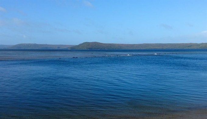 Descubren unas 275 ballenas varadas en una zona remota del sur de Australia