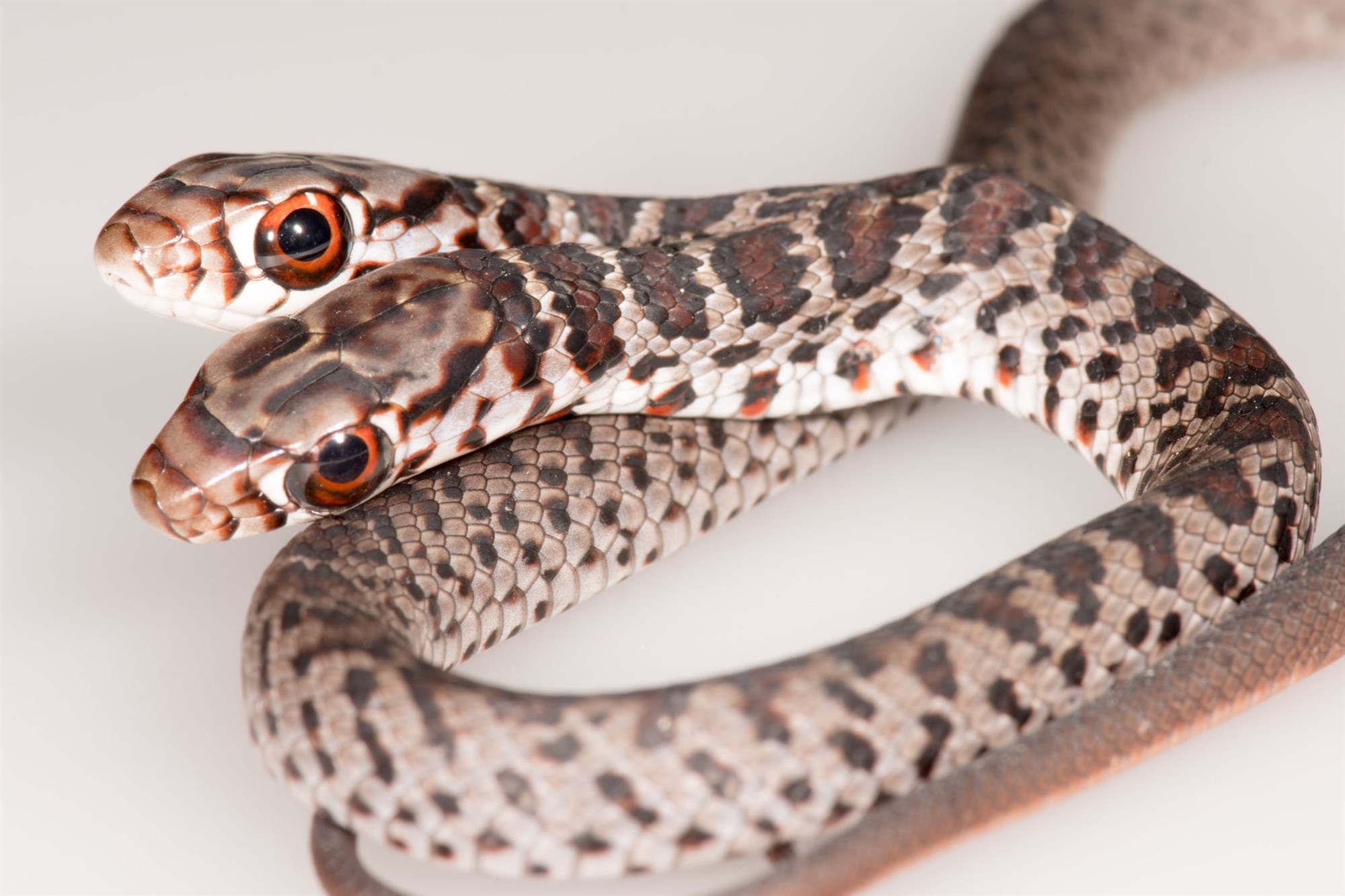 ¡Impresionante! Hallaron una extraña serpiente de dos cabezas en Florida