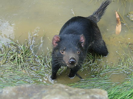 Los diablos de Tasmania regresan a Australia continental 3.000 años después