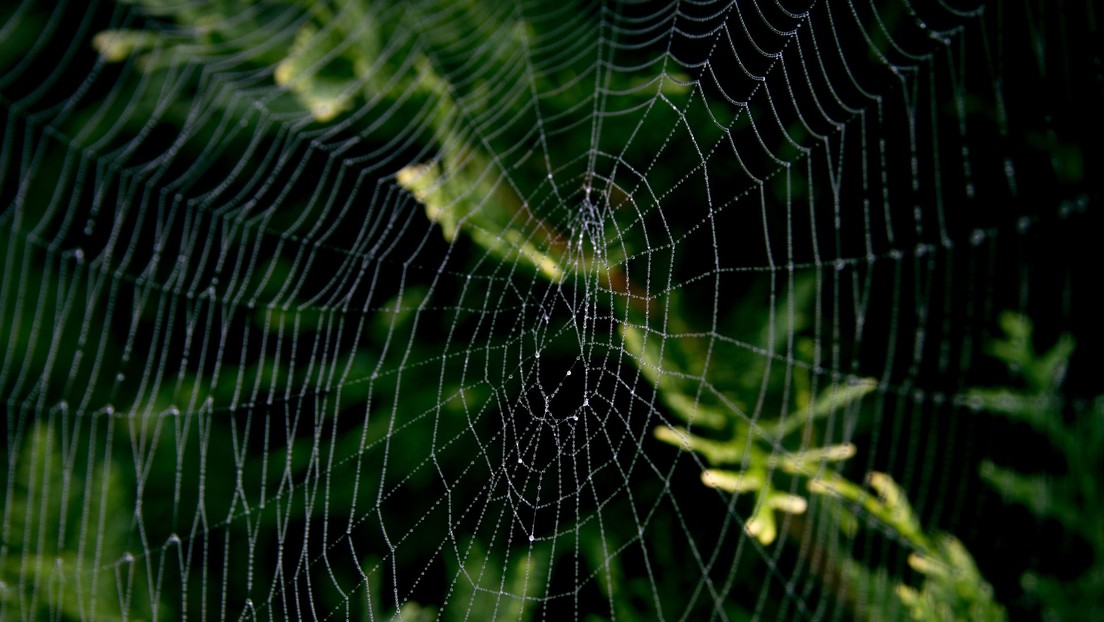 ¡Sorprendente! Descubrieron una telaraña del tamaño de un hombre en bosque de EEUU (FOTO)