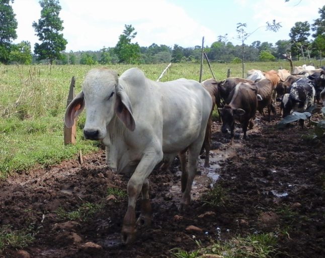 Capturan en Monagas a cinco personas que robaron importante lote de ganado de una finca (Foto)