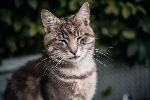 ¡Por fin! Descubren un truco para ganarte el cariño de cualquier gato