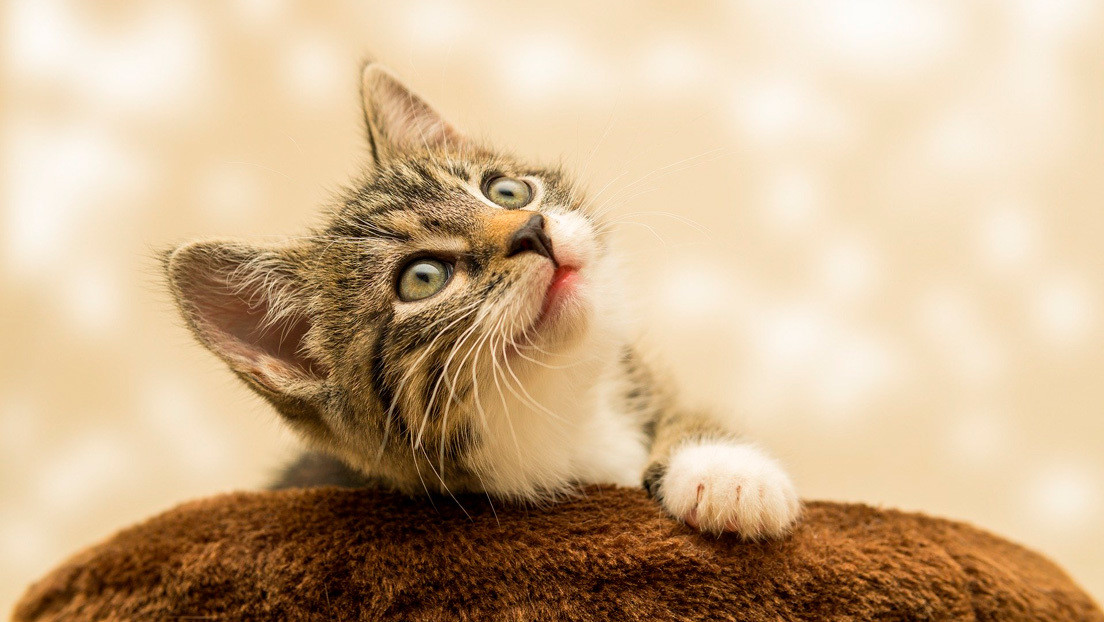 La FOTO inocente de un gato creó una espantosa ilusión óptica