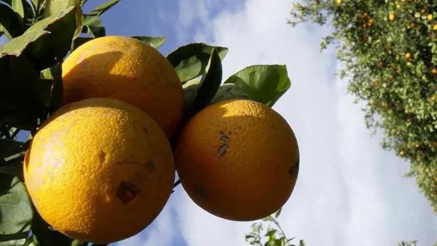 Advierten que bacteria afecta calidad de frutos cítricos nacionales