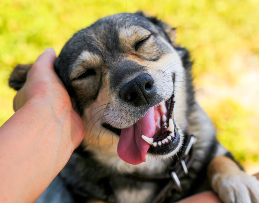 Por qué los perros generan un efecto positivo en el desarrollo de los niños