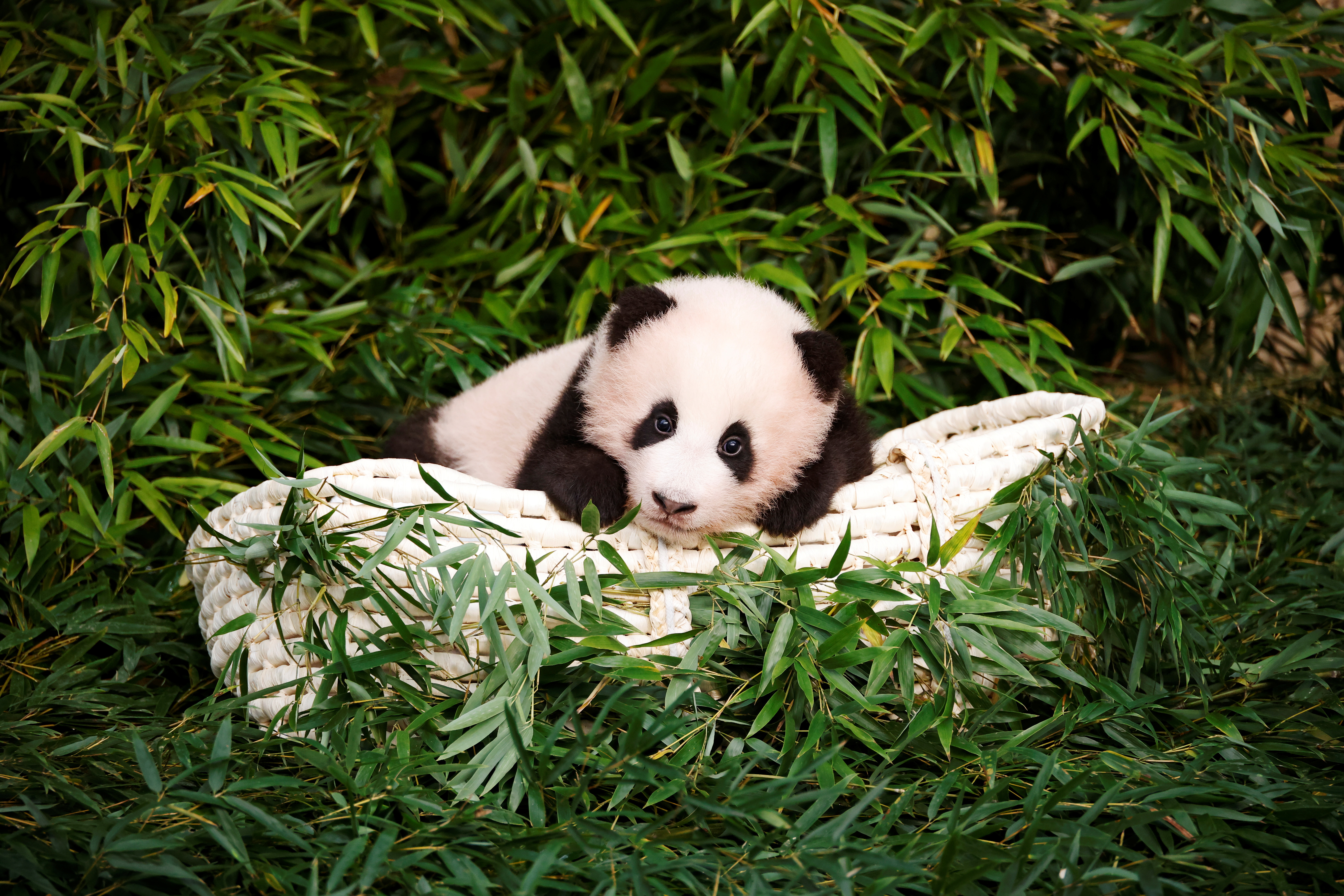 Niños saludan a Fu Bao, el primer panda nacido en Corea del Sur