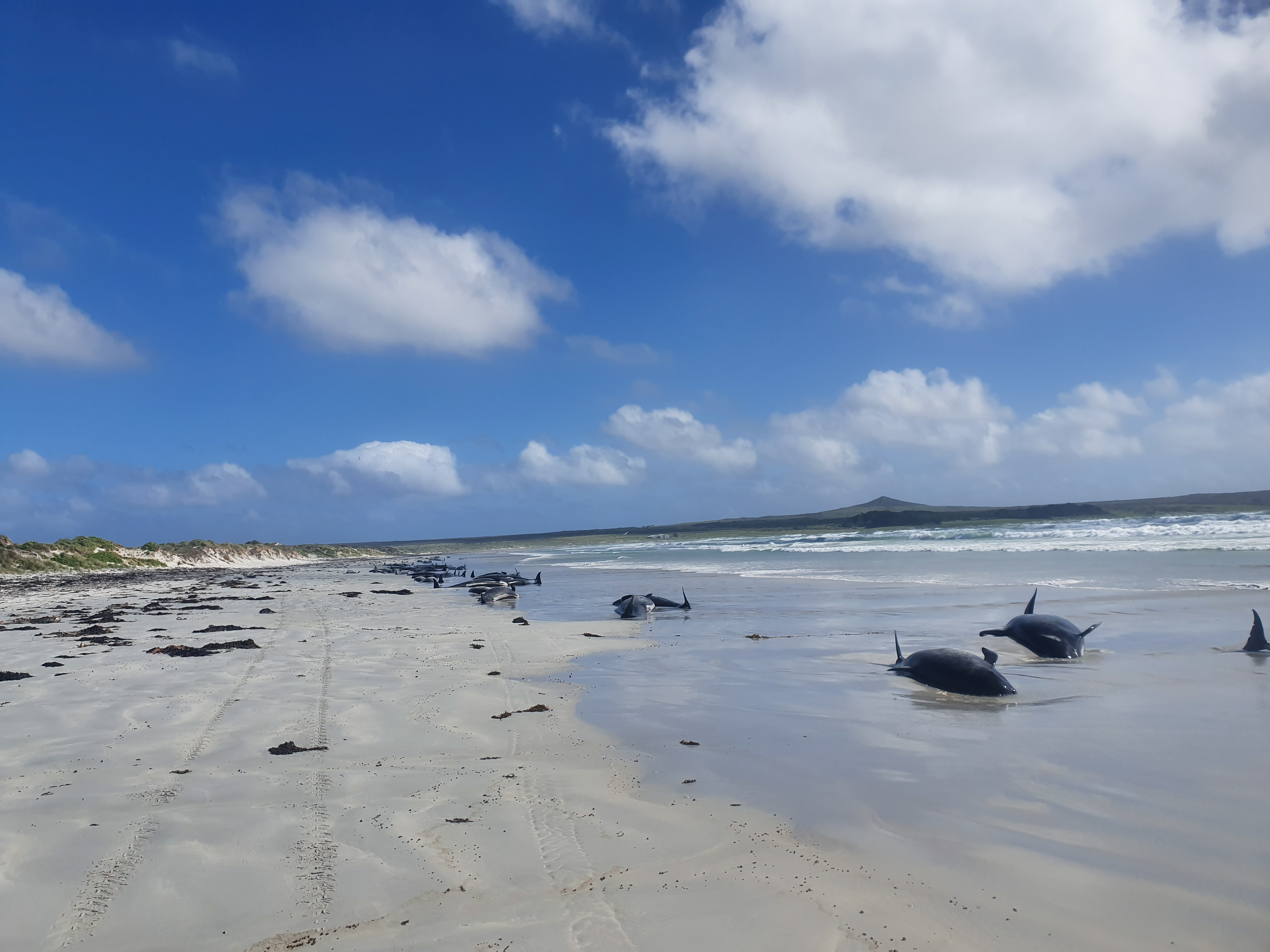 Encuentran a casi 100 ballenas muertas tras quedarse varadas en Nueva Zelanda