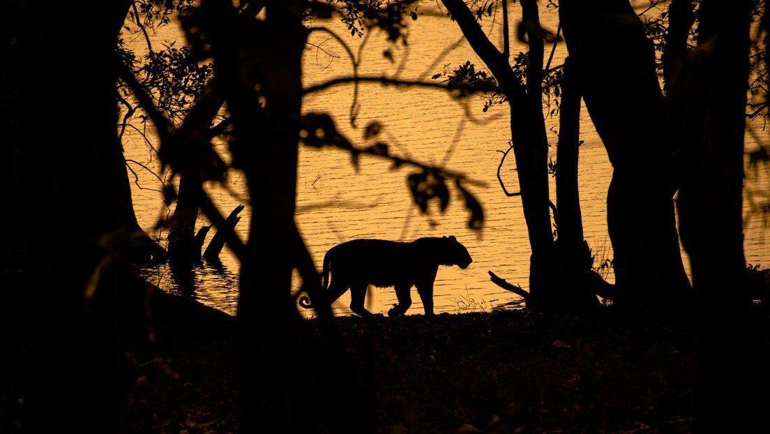 Duelo de titanes: graban una batalla entre un tigre de Bengala y un oso (VIDEO)