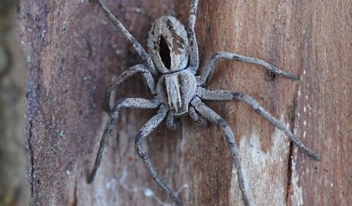 Descubren una especie de araña cuyos machos atan y violan a las hembras