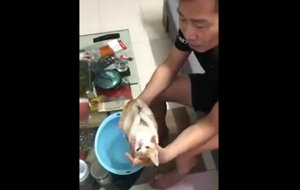 VIRAL: Padre enseña cómo bañar a un recién nacido usando a su gato (VIDEO + ¡Ternura!)