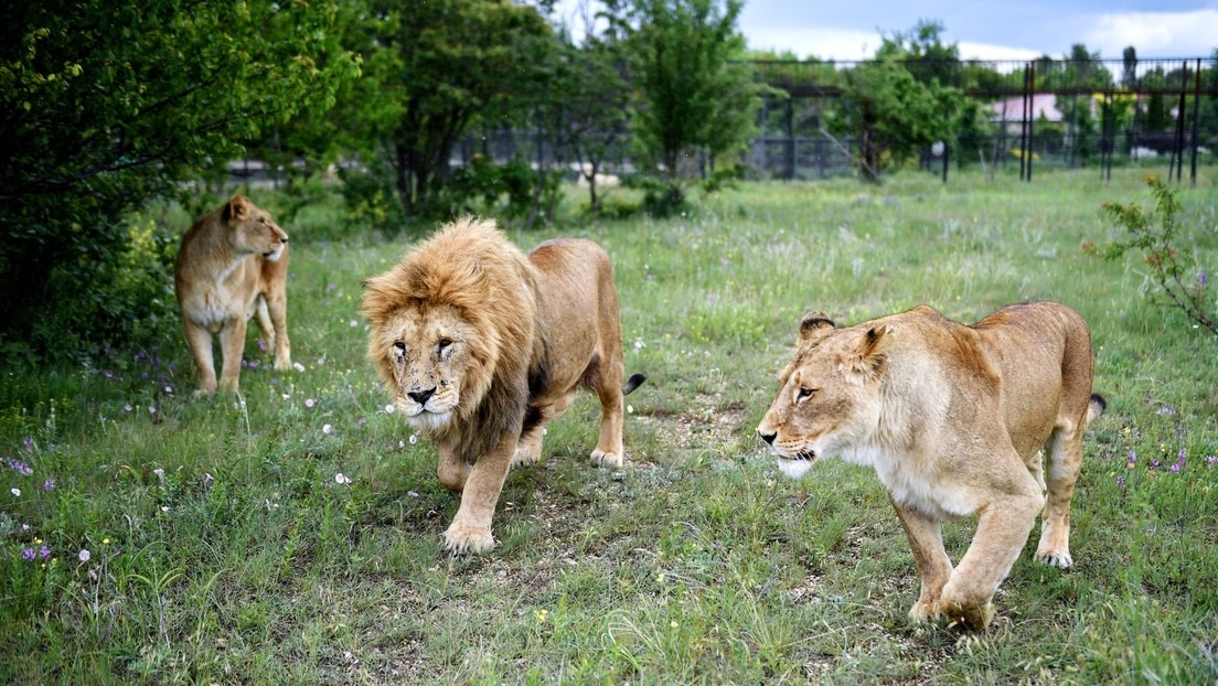 ¡Aterrador! Leones se devoraron a tres niños de nueve y once años en Tanzania