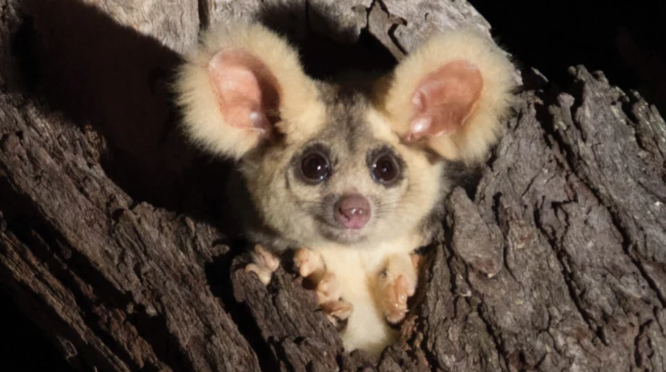 Tiernos y esponjosos: Descubren dos nuevas especies de mamíferos voladores (FOTOS)