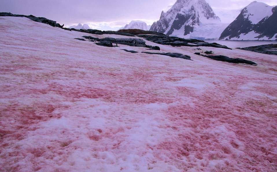 ¡Impresionante! Así es la misteriosa nieve rosa de las montañas de California (Fotos)