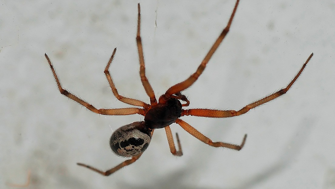 Una araña puede transmitir peligrosas bacterias resistentes a los antibióticos a los humanos