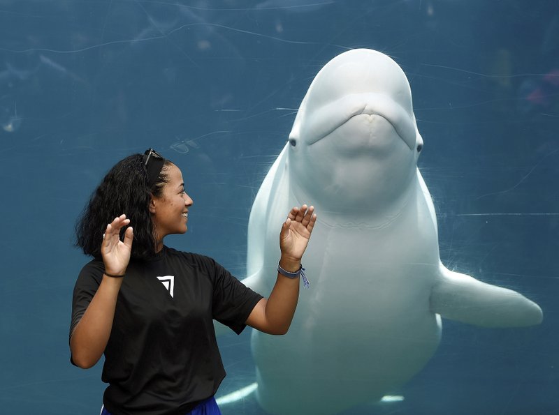 Acuario de Connecticut acordó retrasar la entrega de ballenas beluga en medio de una polémica demanda