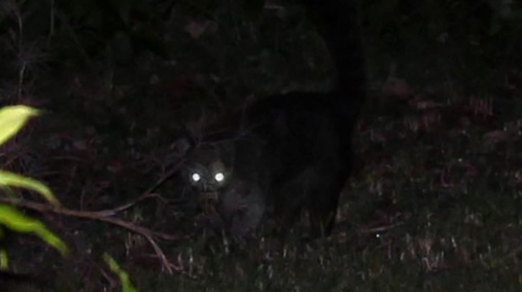 Alarma en Chile por una enigmática criatura que mata animales al estilo del mítico “chupacabras”