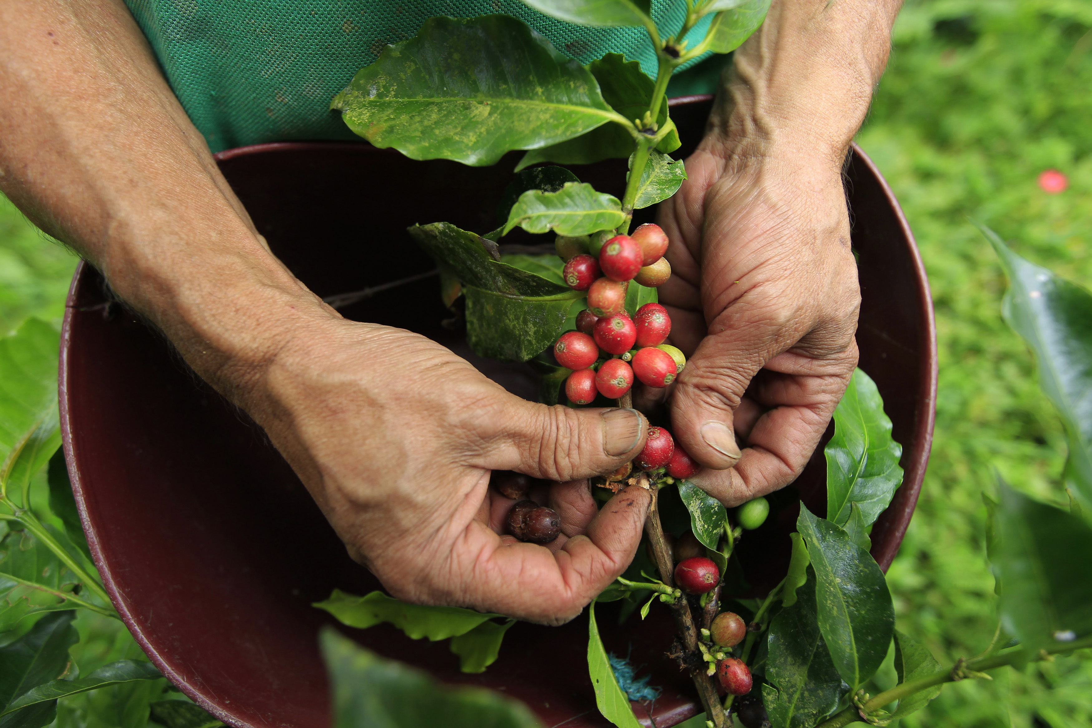 Caficultores en Venezuela pierden un 80% de las cosechas por falta de combustible