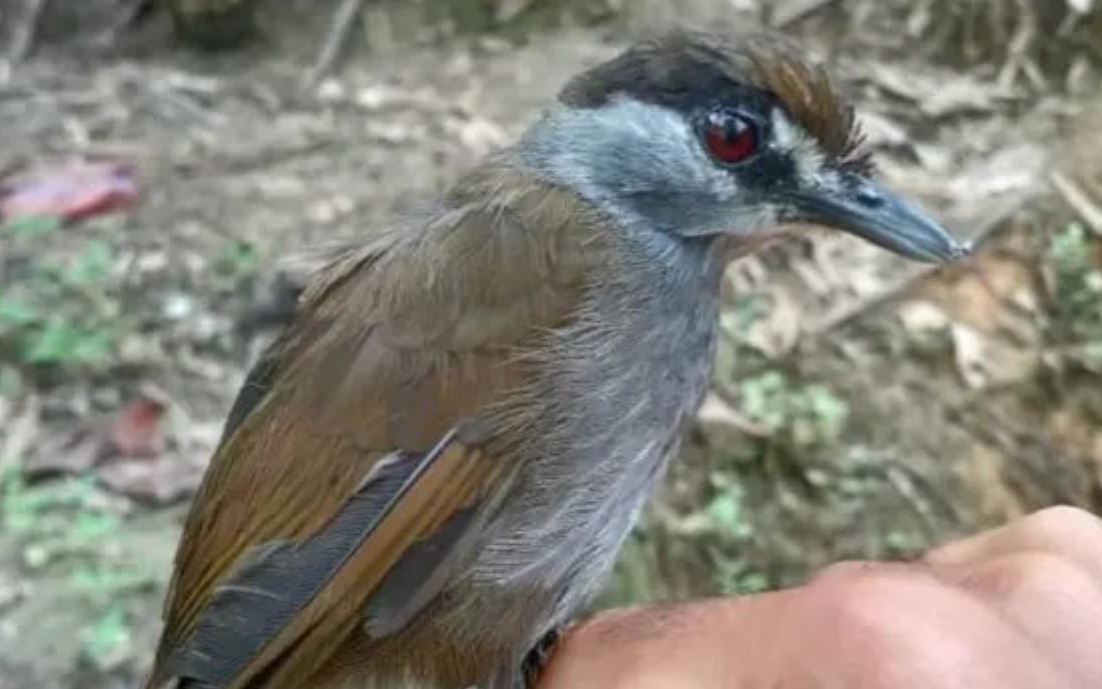 Ave que se creía extinta hace dos siglos es redescubierta por sorpresa en Borneo