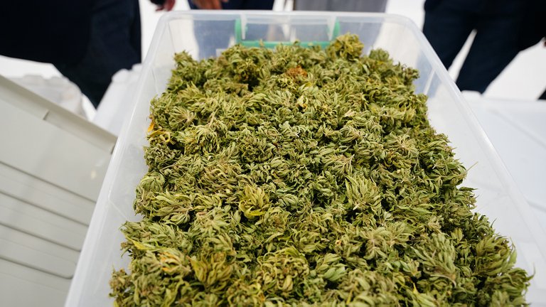 Polémica en California: Vendedores formales de marihuana recibirán la vacuna antes que los maestros