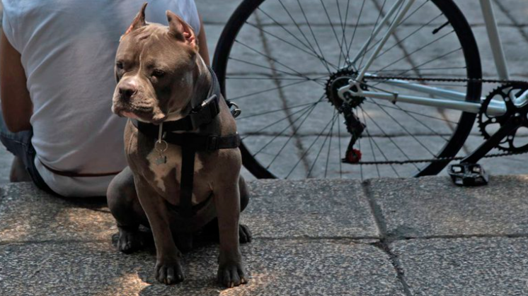 Murió un pitbull tras proteger a niños de una serpiente venenosa en EEUU