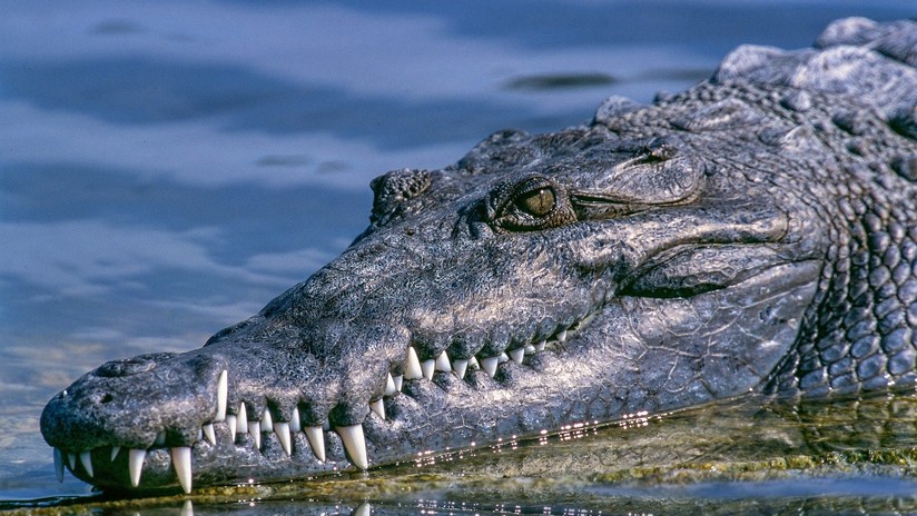 ¡Susto! Pareja de Florida fue sorprendida al encontrar un cocodrilo en su garaje