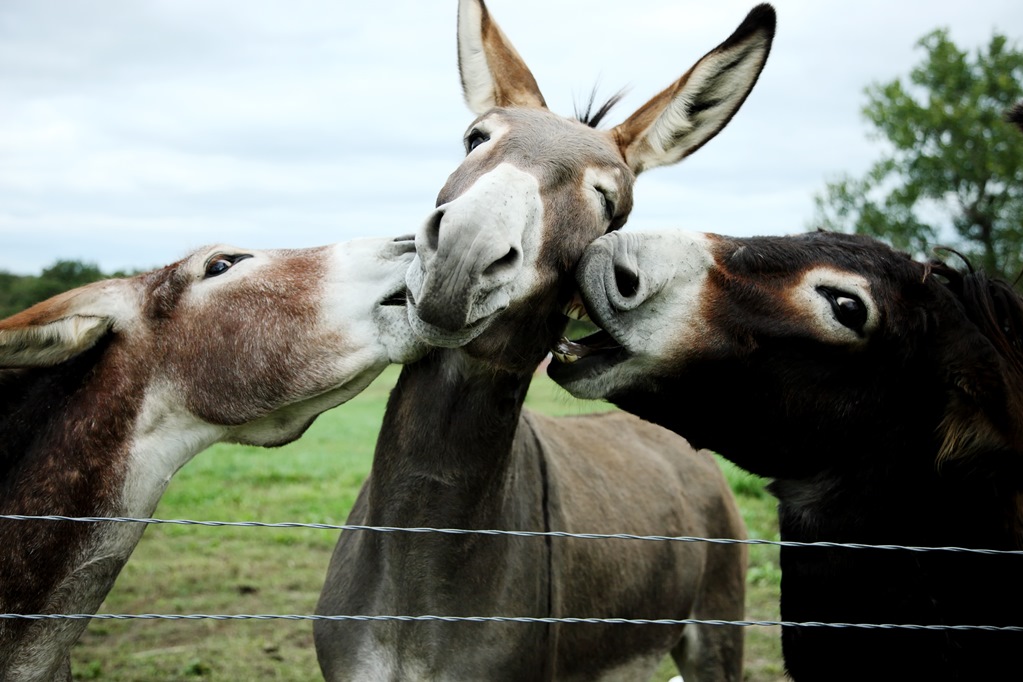 Bienvenidos a Burrolandia: Un santuario dedicado a la protección de los burros en México