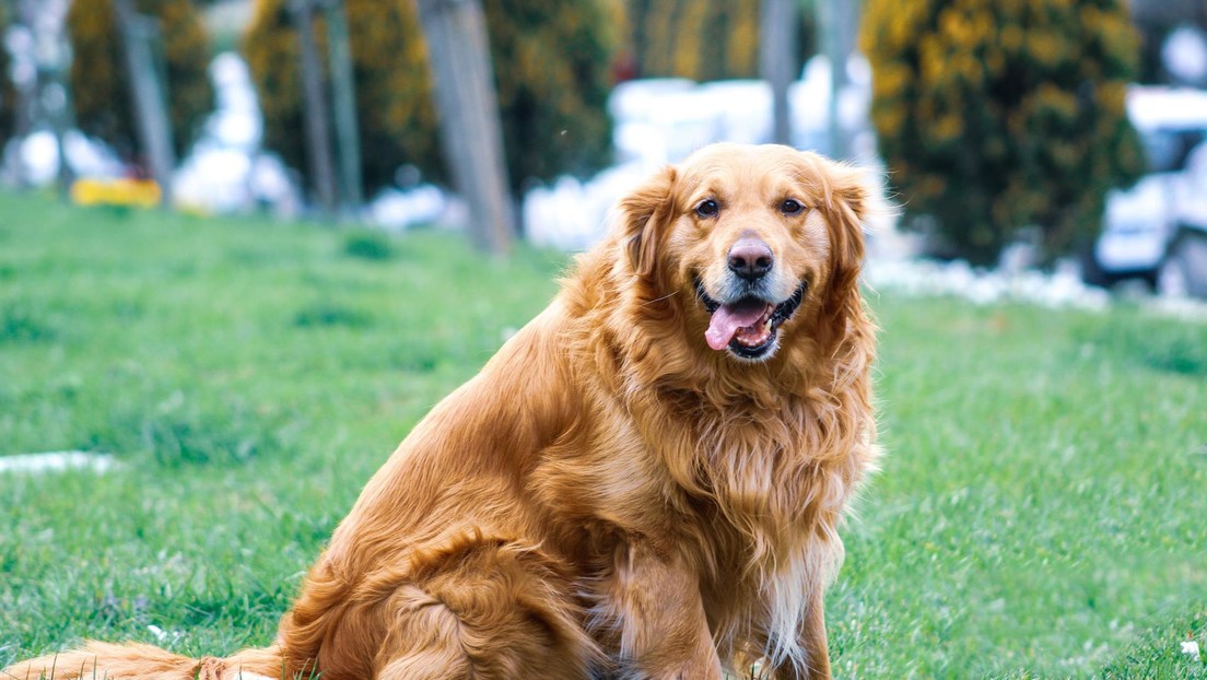 Misteriosa enfermedad respiratoria está afectando a los perros en EEUU