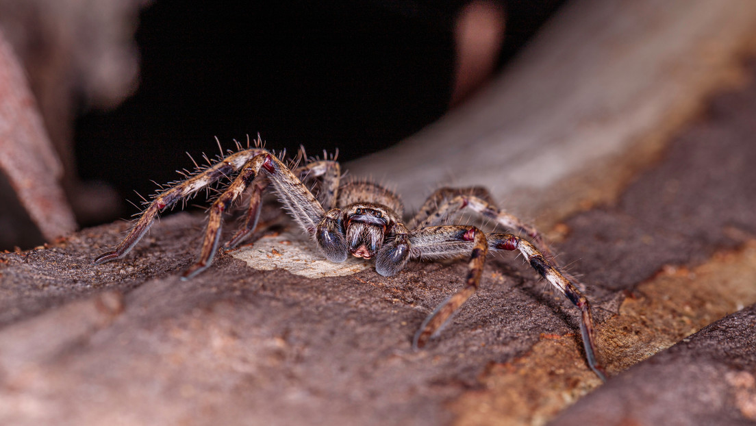 ¡SUSTO! Encontró una araña gigante escondida en la manija de su auto (Video)