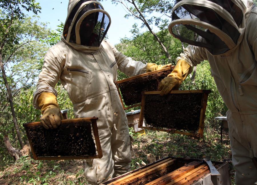 Mejora de genética de abejas hace crecer apicultura en noroeste de Colombia