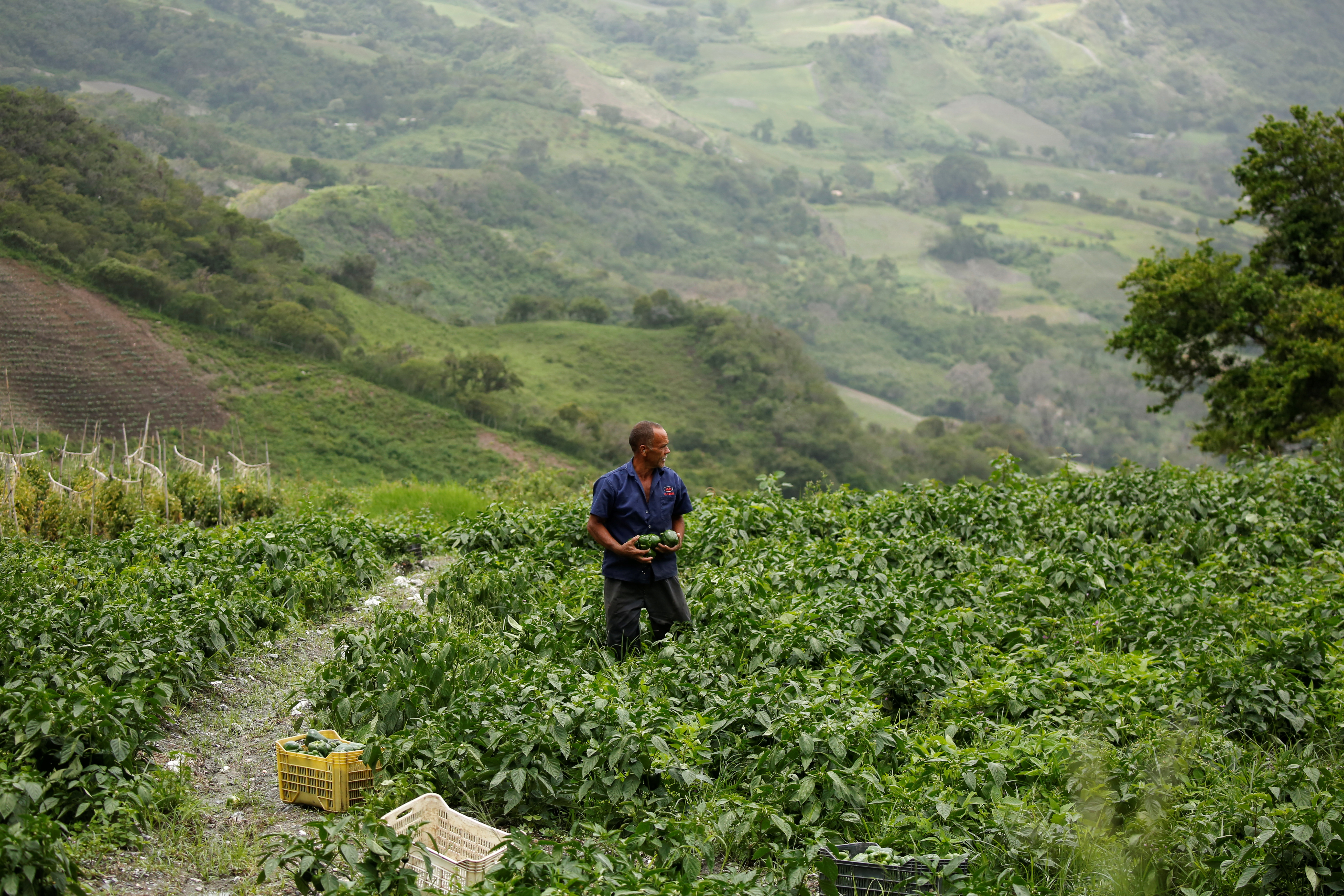 Productores agrícolas merideños exigen ser tomados en cuenta para enfrentar la crisis