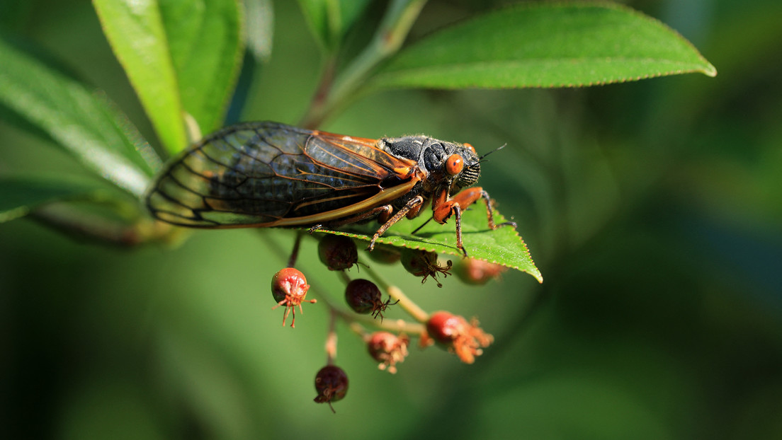 Captan impactantes cigarras mientras emergen de la tierra en EEUU por primera vez en 17 años (Videos)