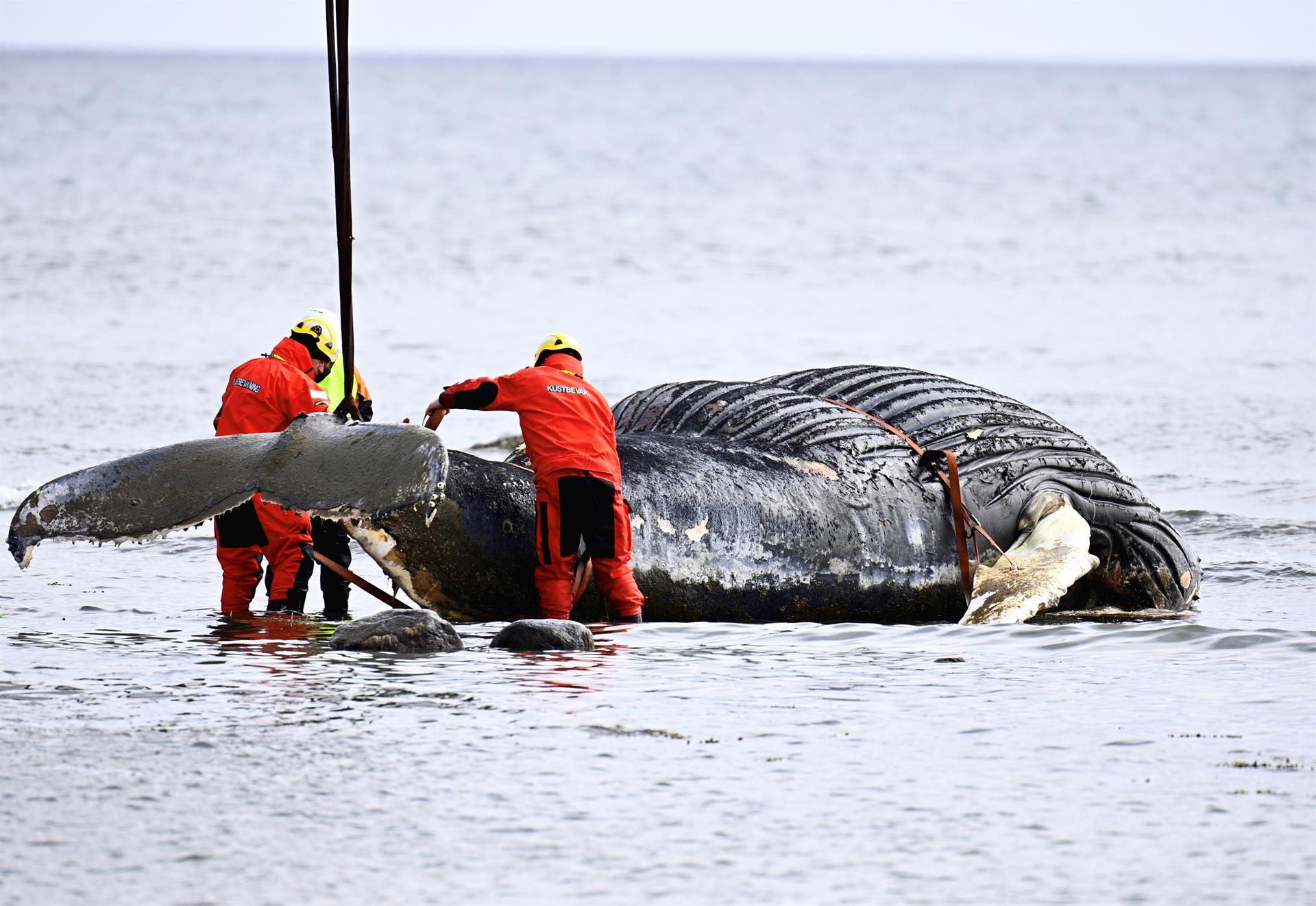 Sacrifican a la ballena varada en el río Támesis