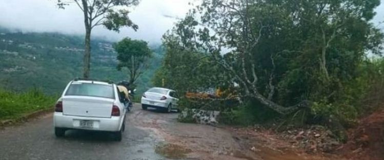 Alertan de árbol caído en Las Vegas de Táriba estado Táchira este #3May