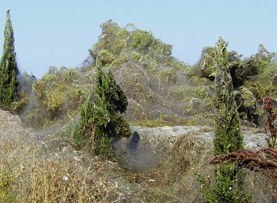 Una de las zonas más turísticas de México se llena de kilómetros de telarañas (Fotos)