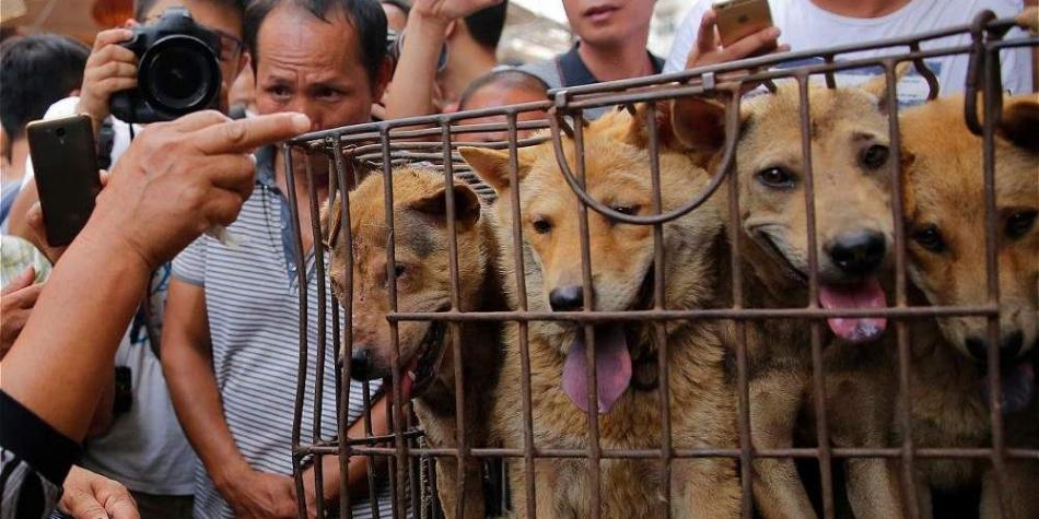 Inició el polémico festival de carne de perro en China