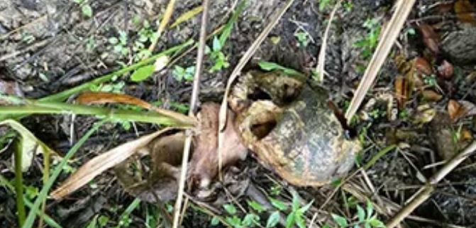 Fueron localizados restos humanos posiblemente utilizados en ritos satánicos en Táchira